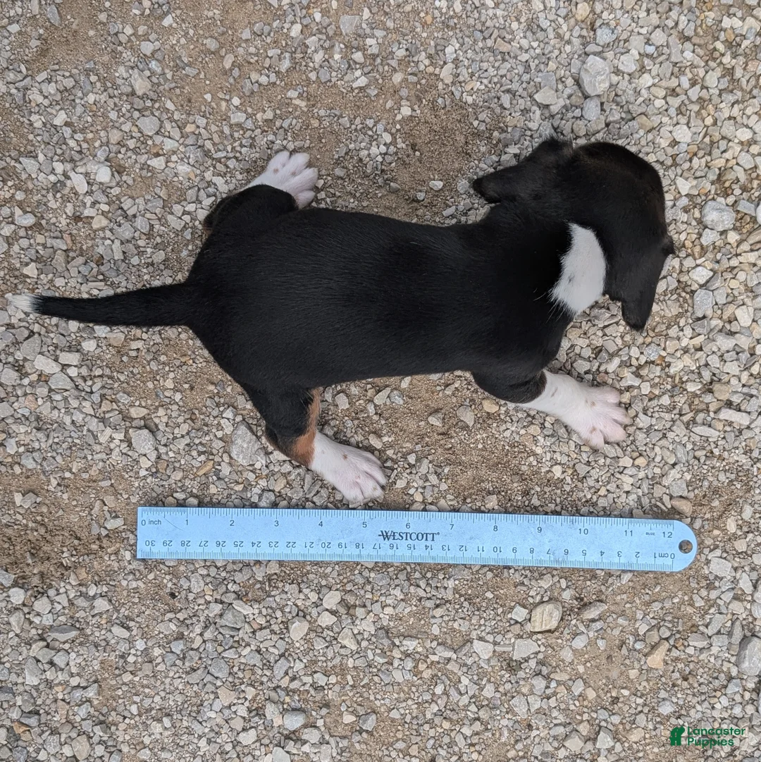 Beagle dogs for sale: Muffin - Ad 10