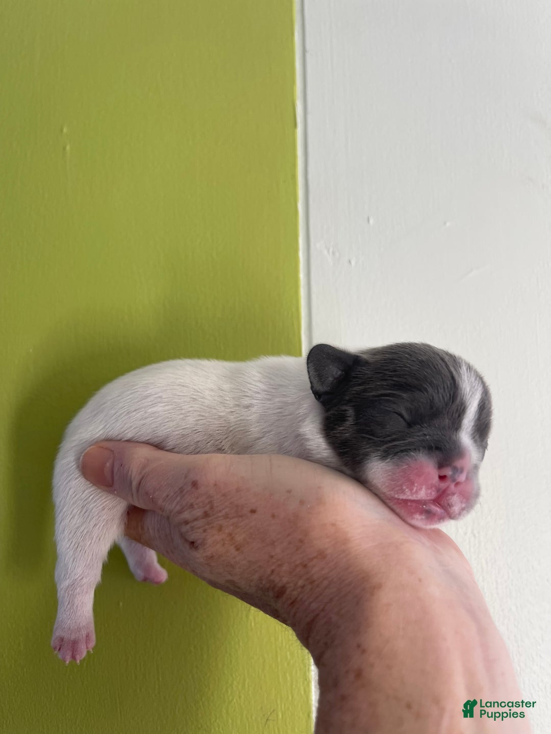 French Bulldog dogs for sale: Carmela - Ad 2