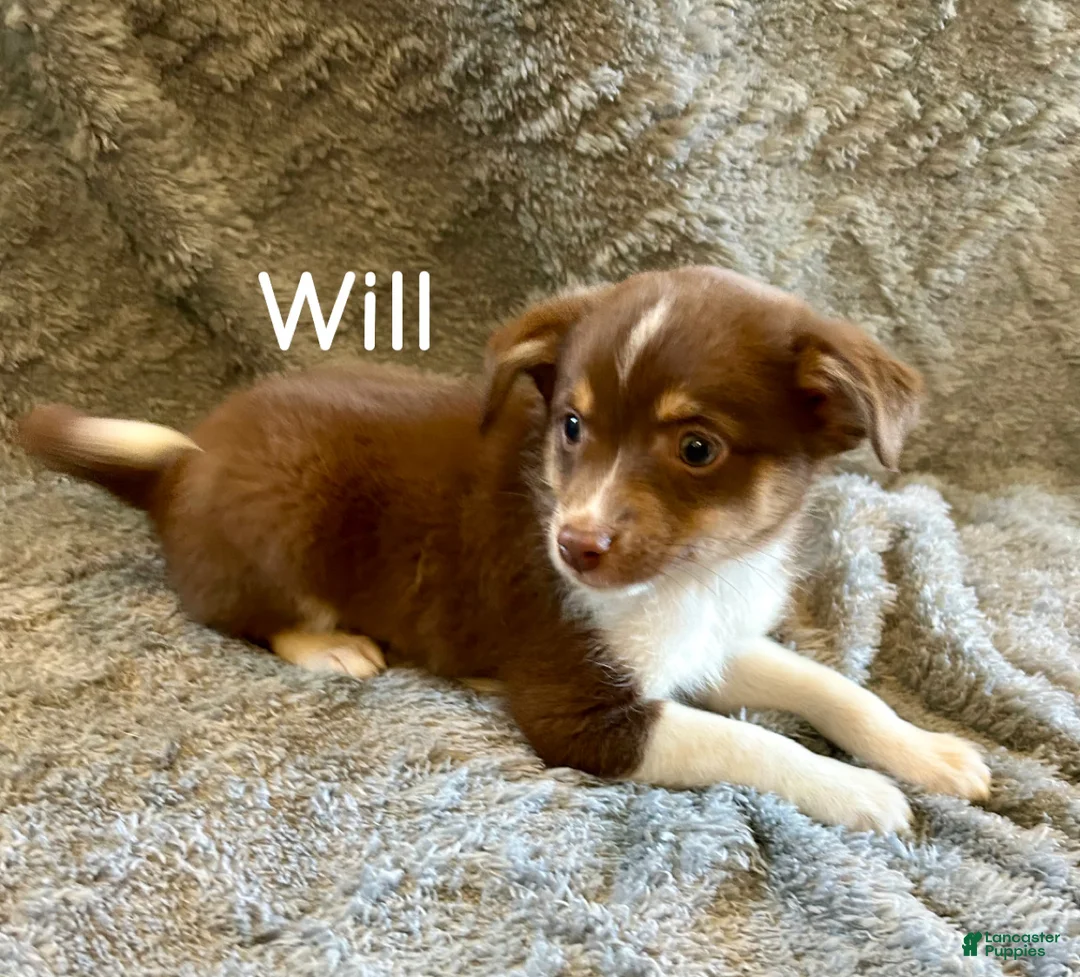 Miniature Australian Shepherd dogs for sale: Will - Ad 2