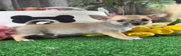 Chihuahua dogs for sale: Finley  - Ad 1