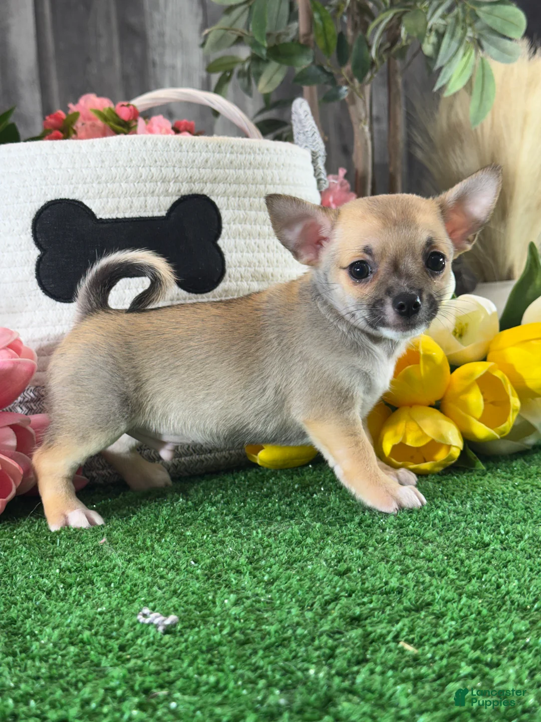Chihuahua dogs for sale: Finley  - Ad 1
