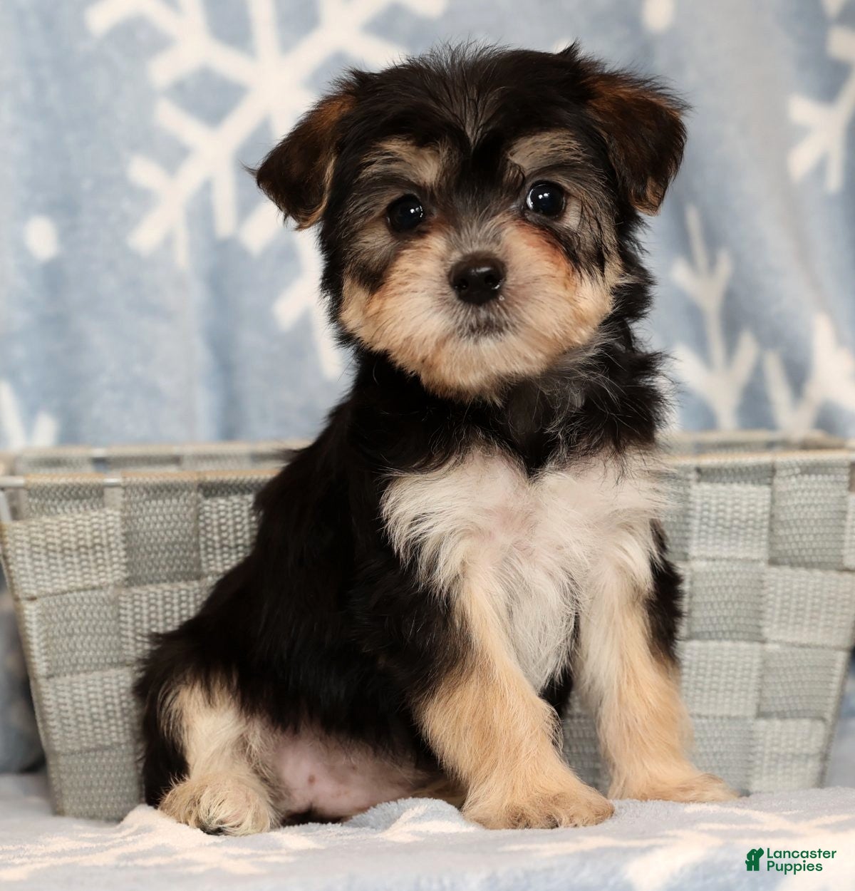 Yochon dogs Addy - Ad 15