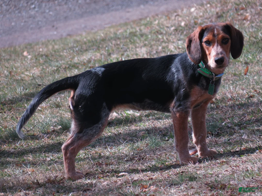 Beagle dogs for sale: Baxter - Ad 2