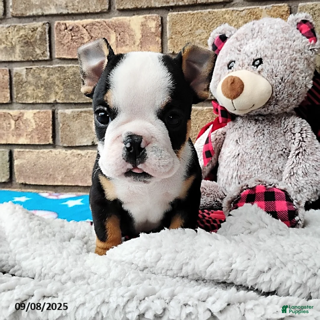 English Bulldog dogs for sale: Reuben - Ad 18