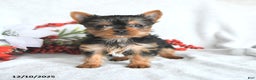 Yorkshire Terrier dogs for sale:  Teacup Hazel - Ad 5