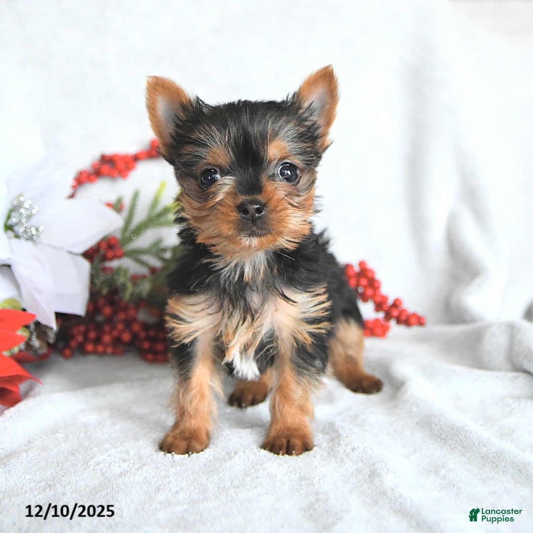 Yorkshire Terrier dogs for sale:  Teacup Hazel - Ad 5