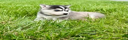 Alaskan Klee Kai dogs for sale: Alaskian ❤️ICA Reg❤️ - Ad 4