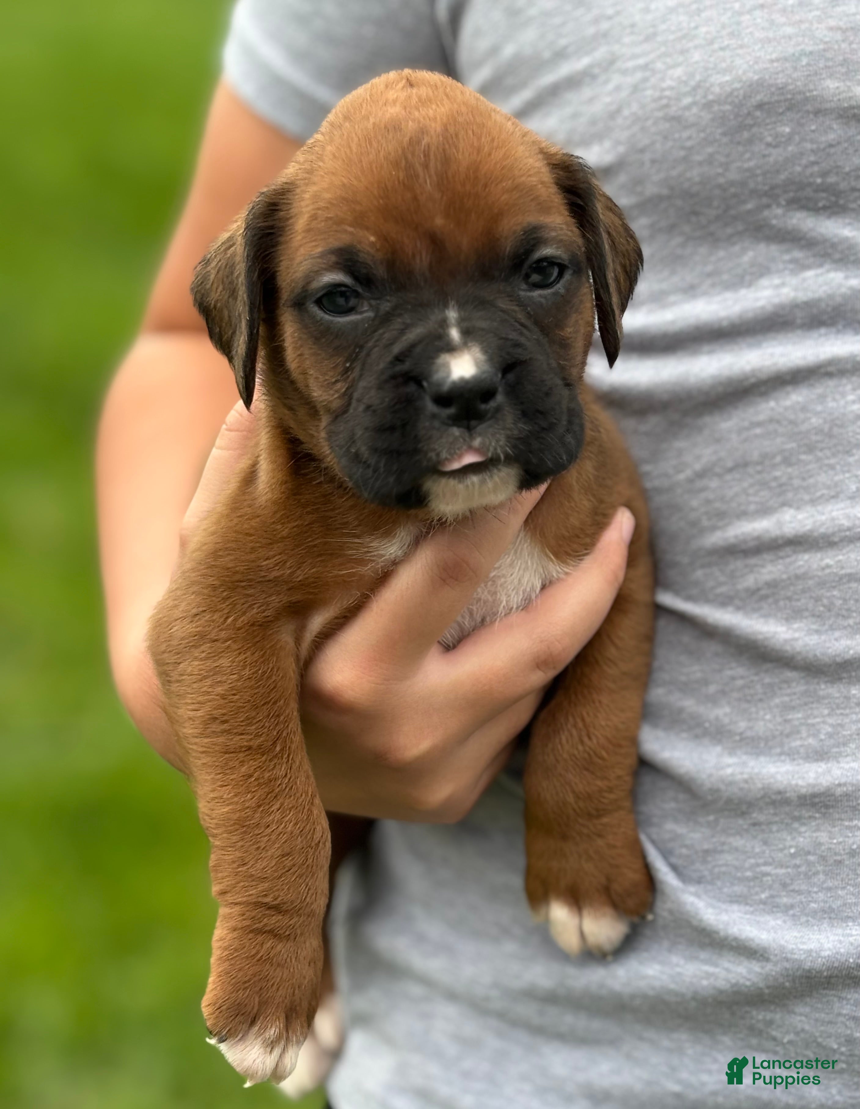 Boxer dogs Opi - Ad 1