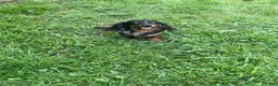 Miniature Dachshund dogs for sale: Leo  - Ad 4