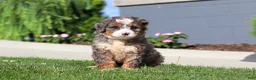Mini Bernedoodle dogs for sale: Milk Dud - Ad 4
