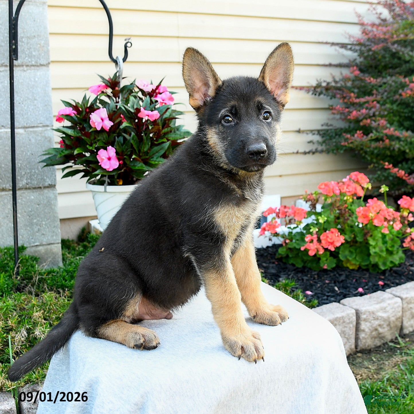 German Shepherd dogs Frankie - Ad 1
