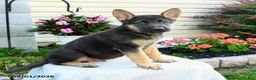 German Shepherd dogs for sale: Frankie - Ad 1