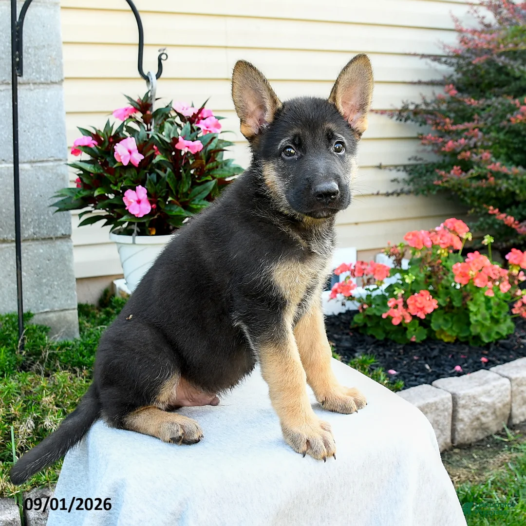 German Shepherd dogs for sale: Frankie - Ad 1