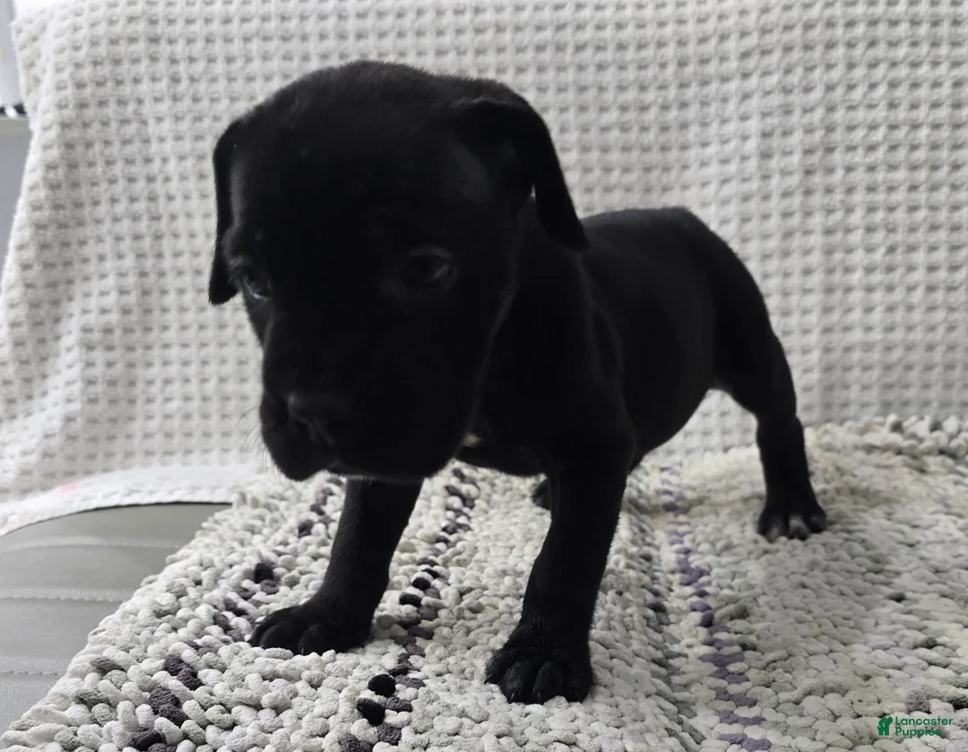 Cane Corso dogs for sale: Rogue - Ad 1