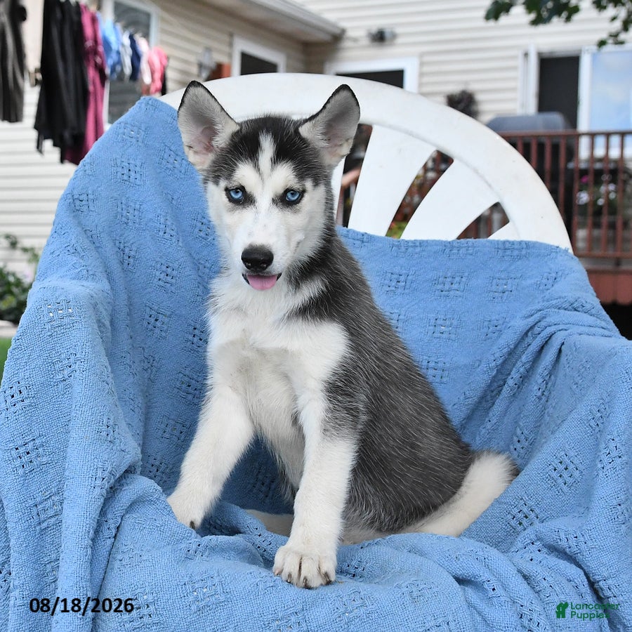 Siberian Husky dogs Breeze - Ad 1