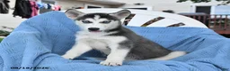 Siberian Husky dogs for sale: Breeze - Ad 1