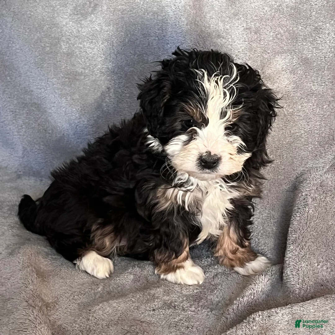 Mini Bernedoodle dogs for sale: Katie - Ad 2