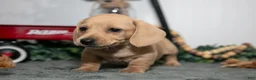 Miniature Dachshund dogs for sale: Dumpling - Ad 3