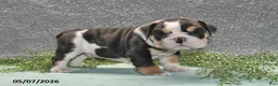 English Bulldog dogs for sale: Jethro - Ad 4