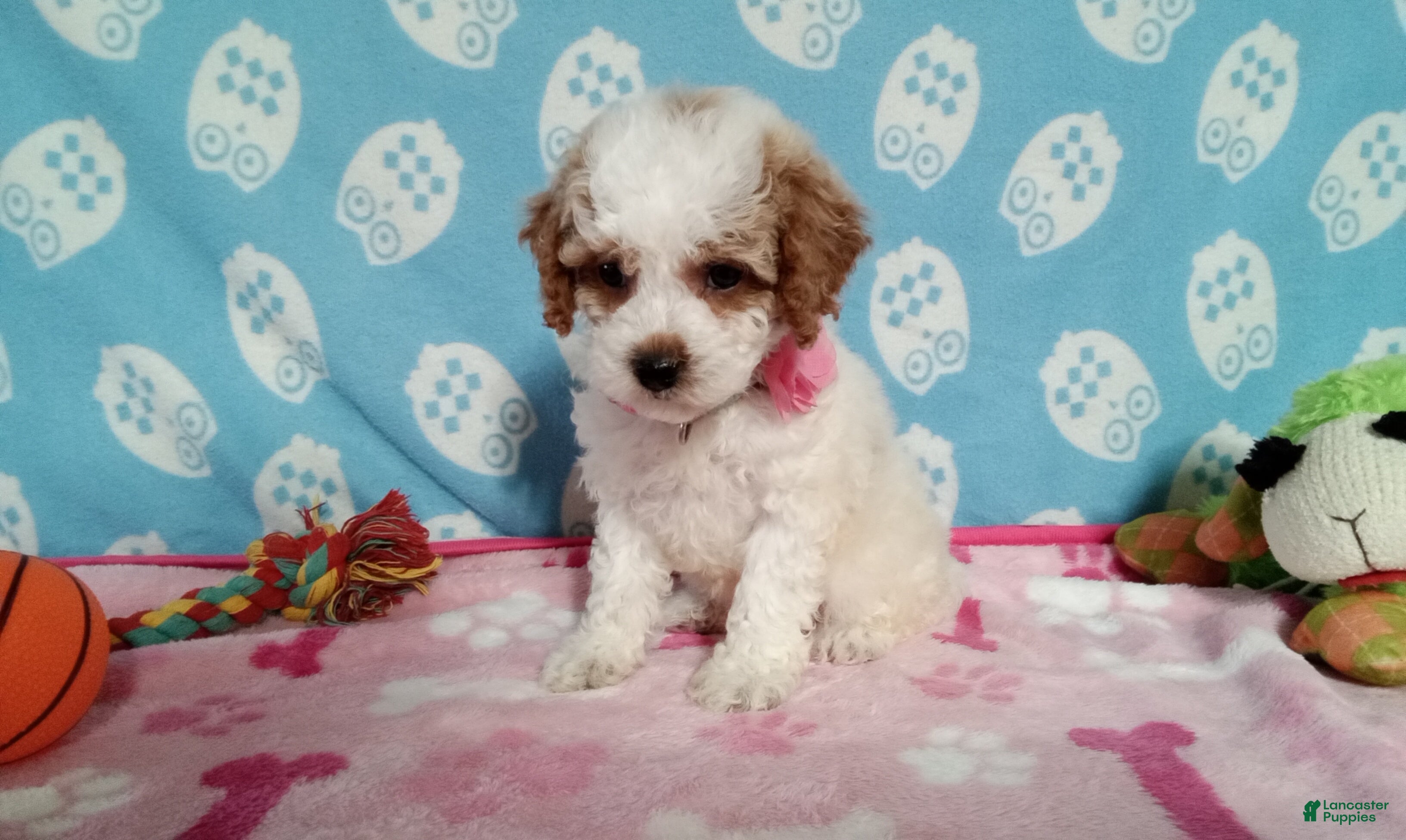 Cockapoo dogs Jellybean  - Ad 2