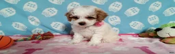 Cockapoo dogs for sale: Jellybean  - Ad 2