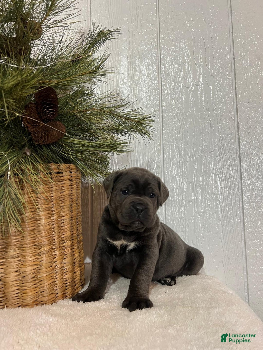 Cane Corso dogs for sale: Hank - Ad 4