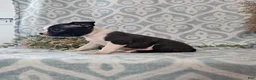 Boston Terrier dogs for sale: Boston Terrier Puppy 3 - Ad 11
