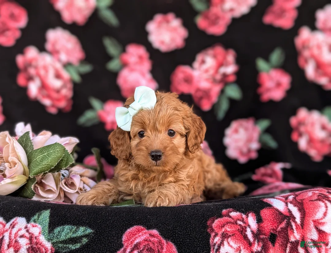 Cockapoo dogs for sale: Kaelee Hypoallergenic - Ad 5