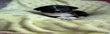 Mixed Breed Puppy 1