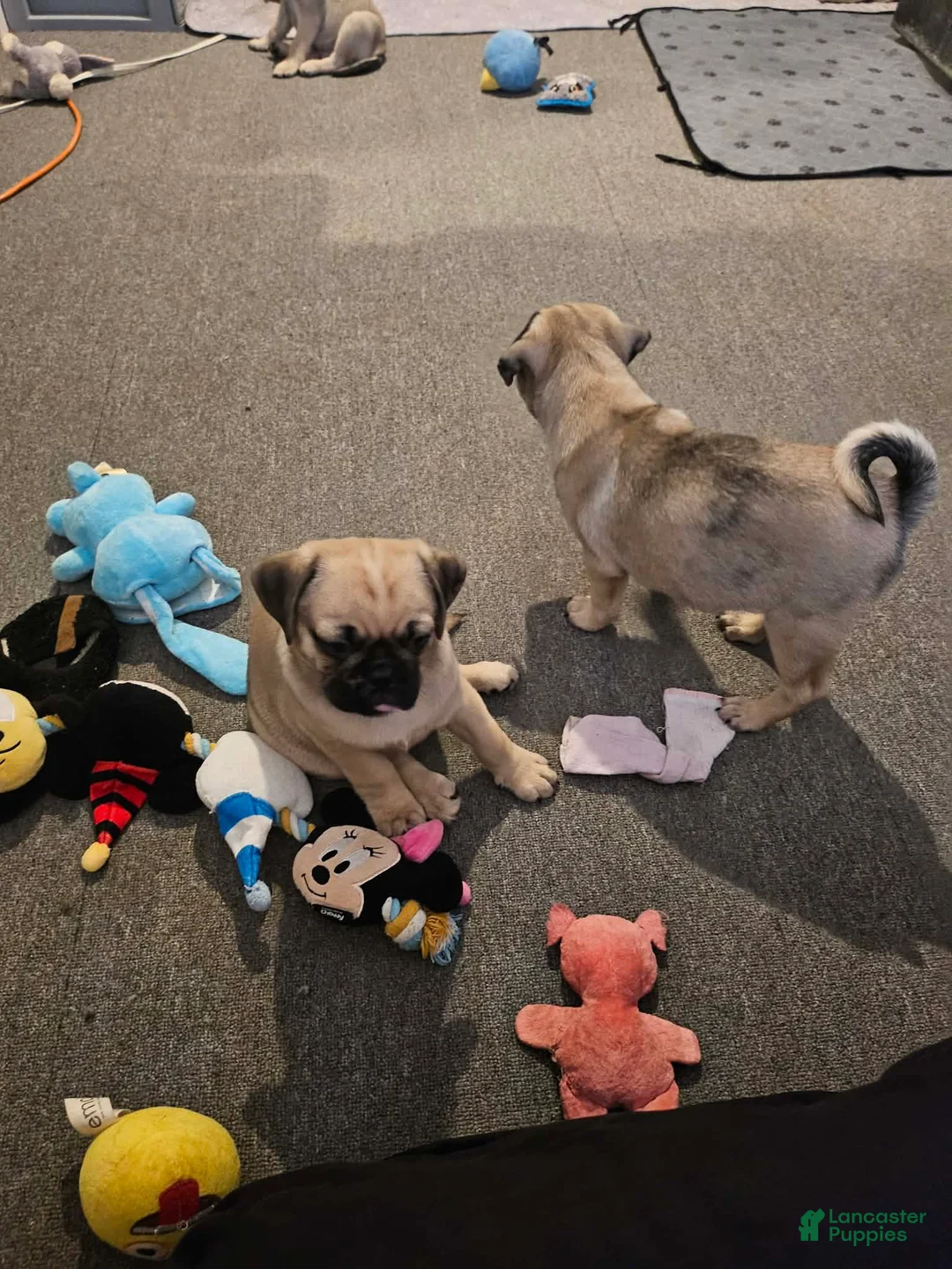 Pug dogs for sale: James - Ad 2