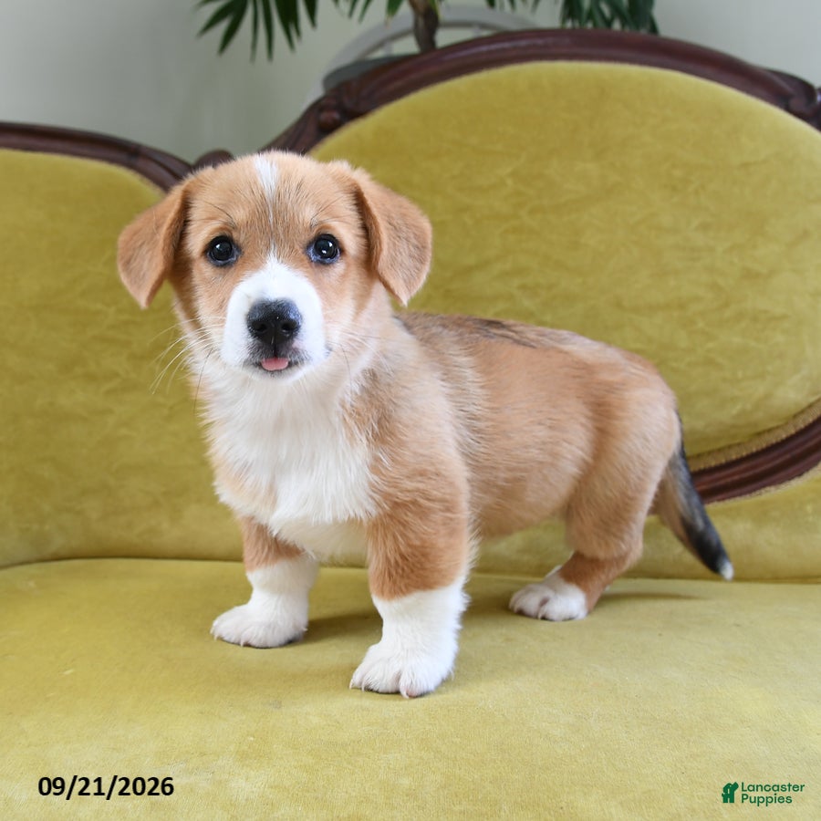 Welsh Corgi Pembroke dogs Cash - Ad 2