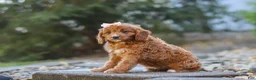 Cavapoo dogs for sale: Clover - Ad 5
