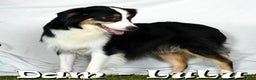 Miniature Australian Shepherd dogs for sale: Tucker - Ad 10