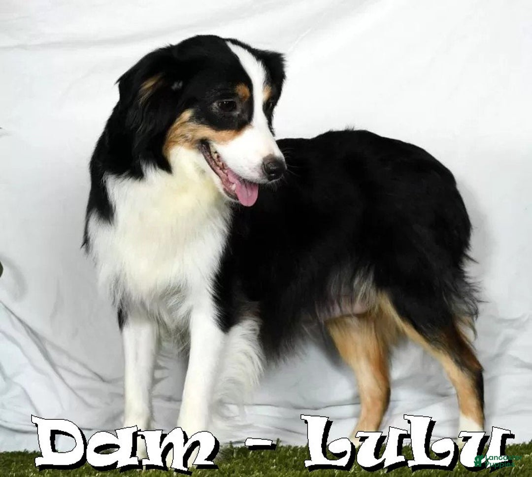 Miniature Australian Shepherd dogs for sale: Tucker - Ad 10