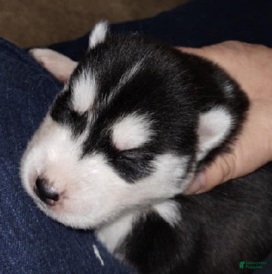 Siberian Husky dogs 5 Samwise - Ad 1