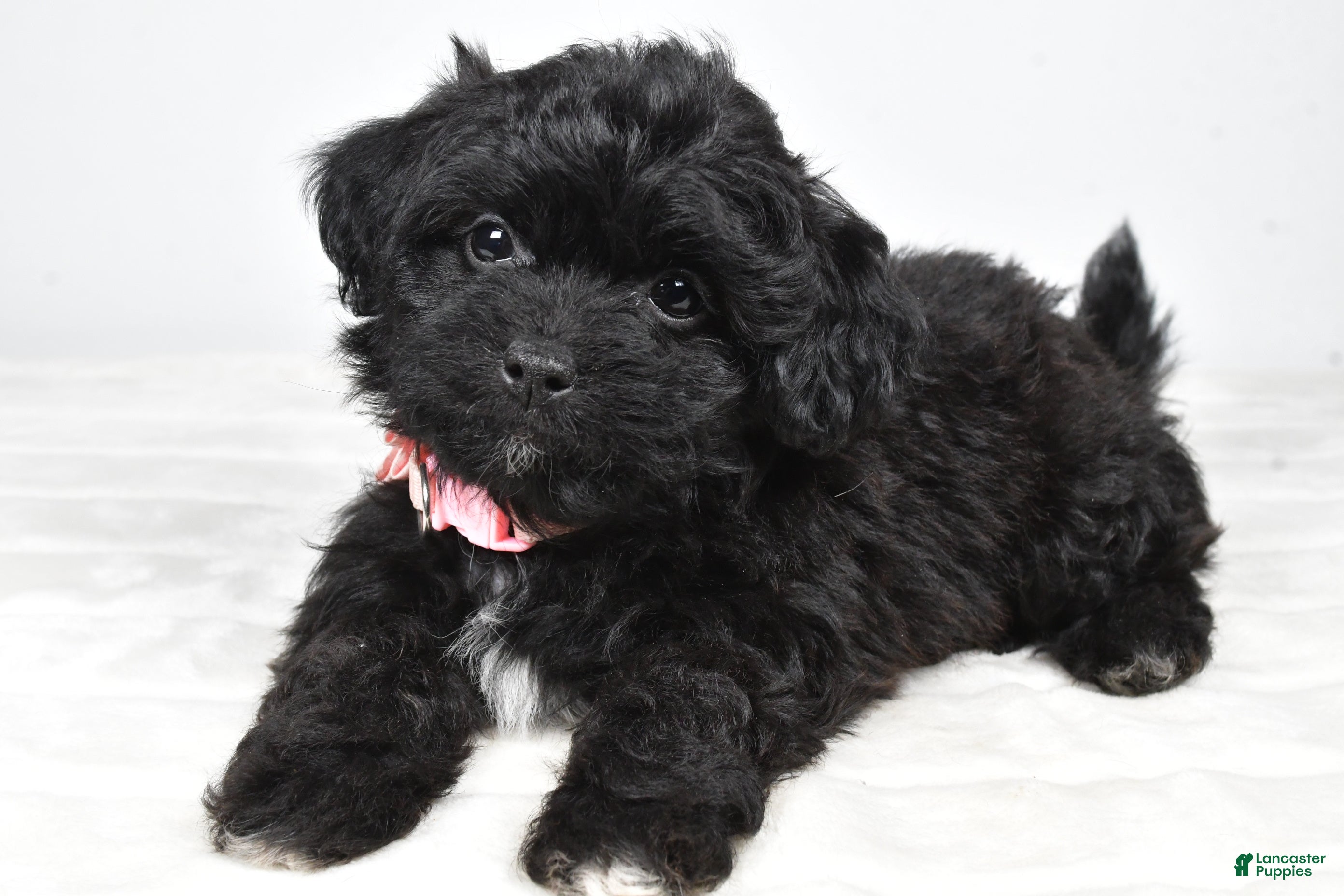 Shihpoo dogs Indie - Ad 1