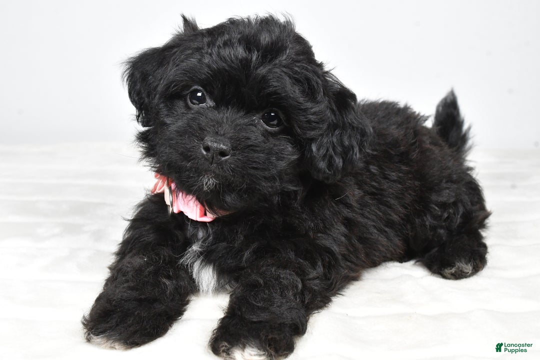 Shihpoo dogs for sale: Indie - Ad 8