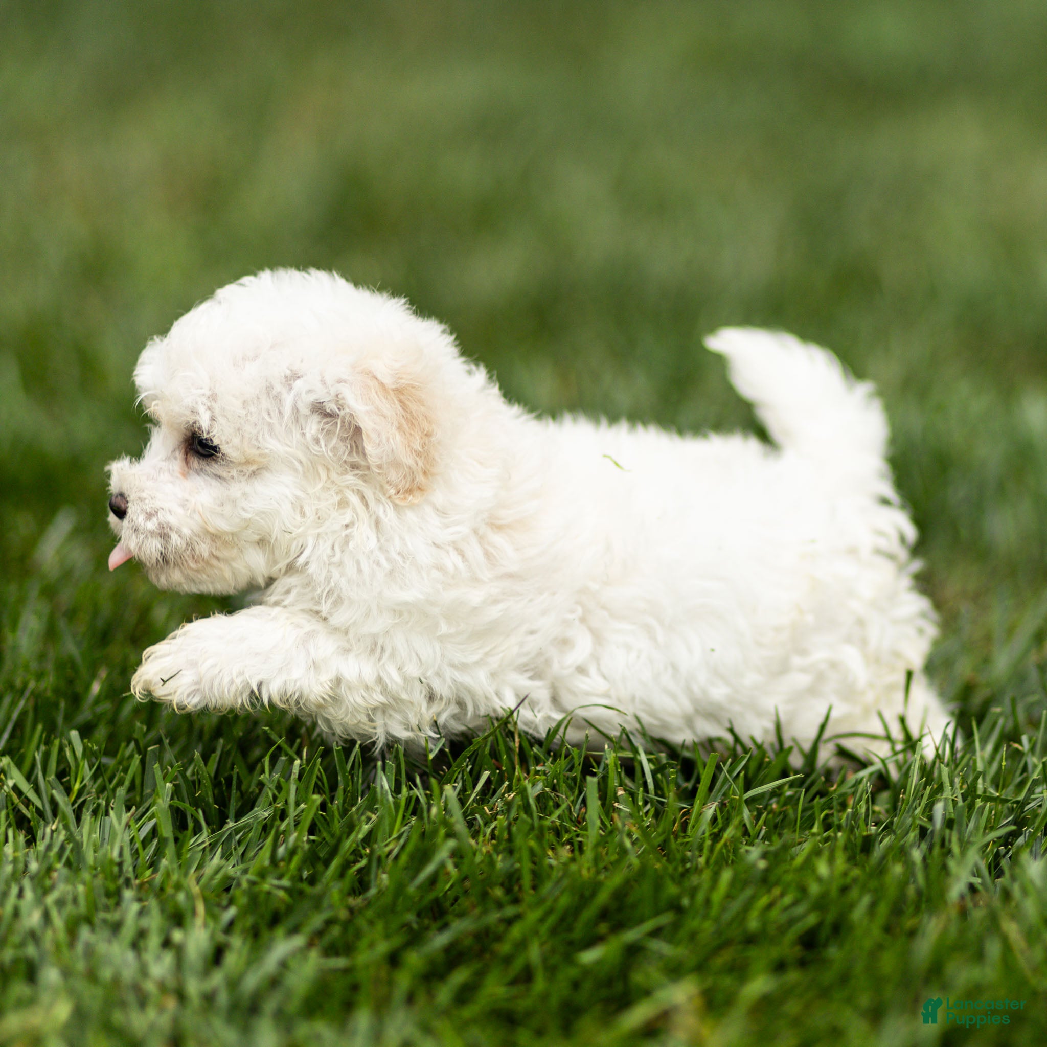 Maltipoo dogs Jesse Maltipoo  - Ad 2