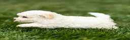 Maltipoo dogs for sale: Jesse Maltipoo  - Ad 11