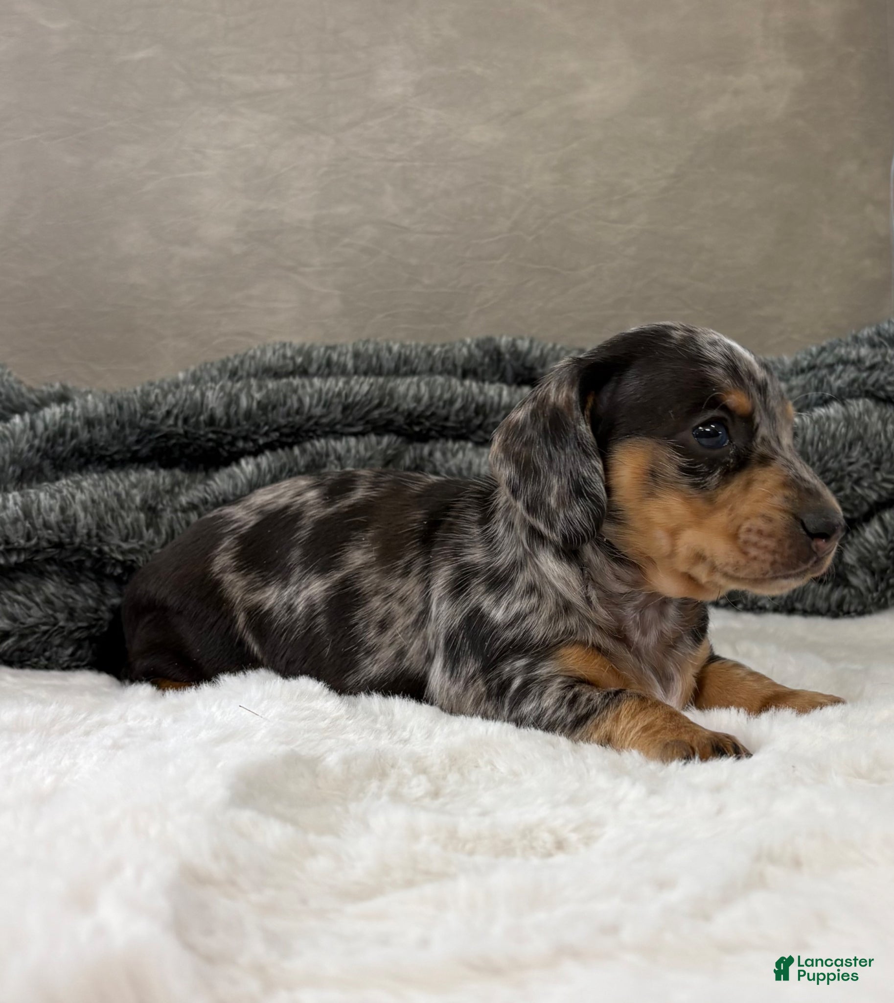 Dachshund dogs for sale: Dachshund Puppy 1 - Ad 1