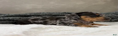 Dachshund Puppy 1