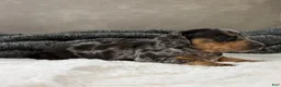 Dachshund dogs for sale: Dachshund Puppy 1 - Ad 1