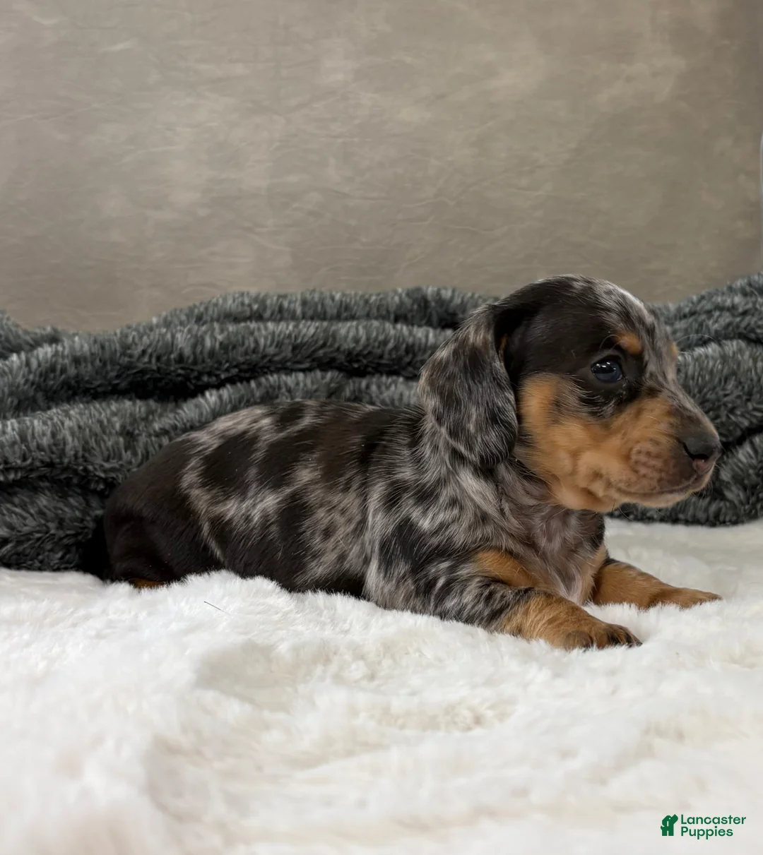 Dachshund dogs for sale: Dachshund Puppy 1 - Ad 1