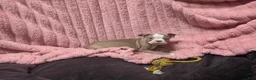 Mixed Breed dogs for sale: Cider - Ad 6
