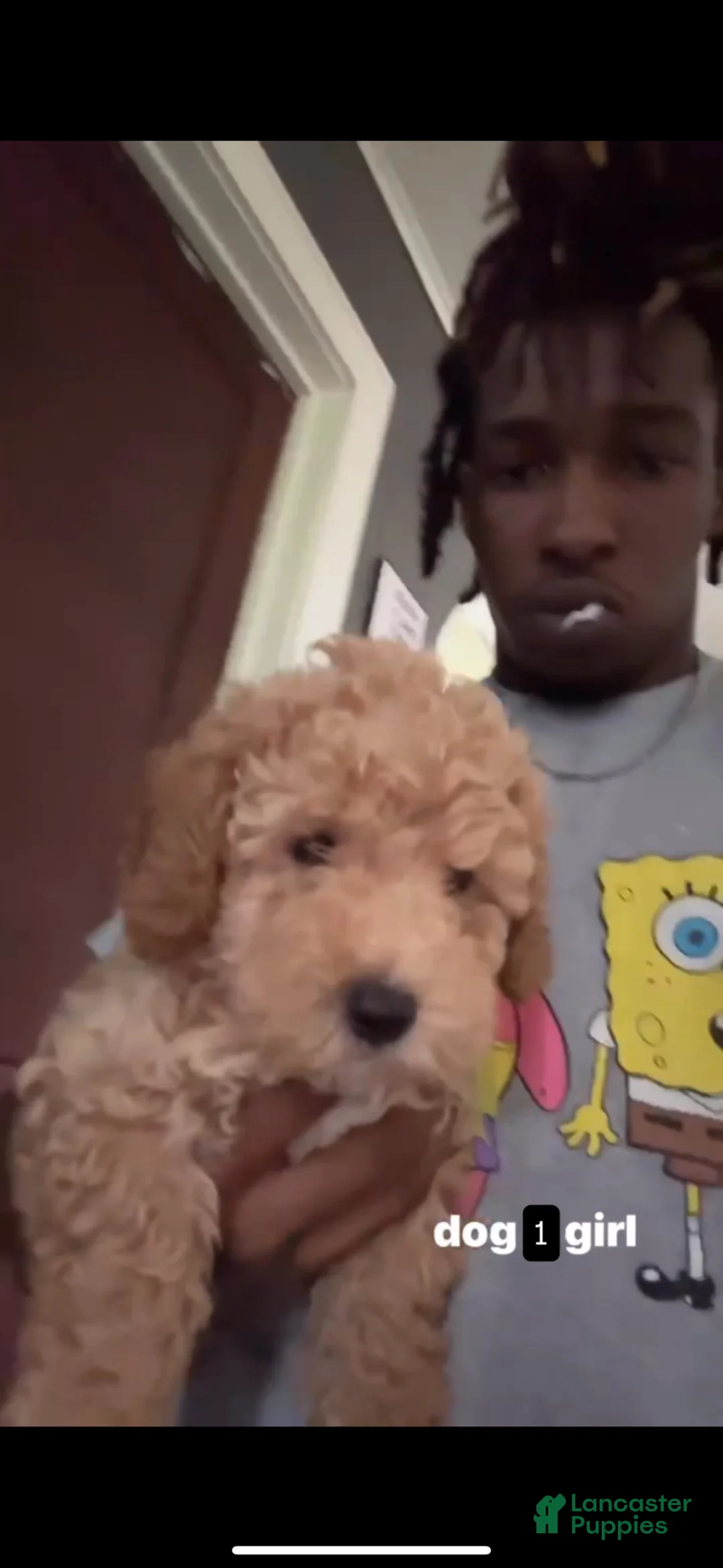 Mixed Breed dogs for sale: Doodle 2 - Ad 1