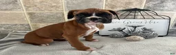 Boxer dogs for sale: Linda - Ad 4