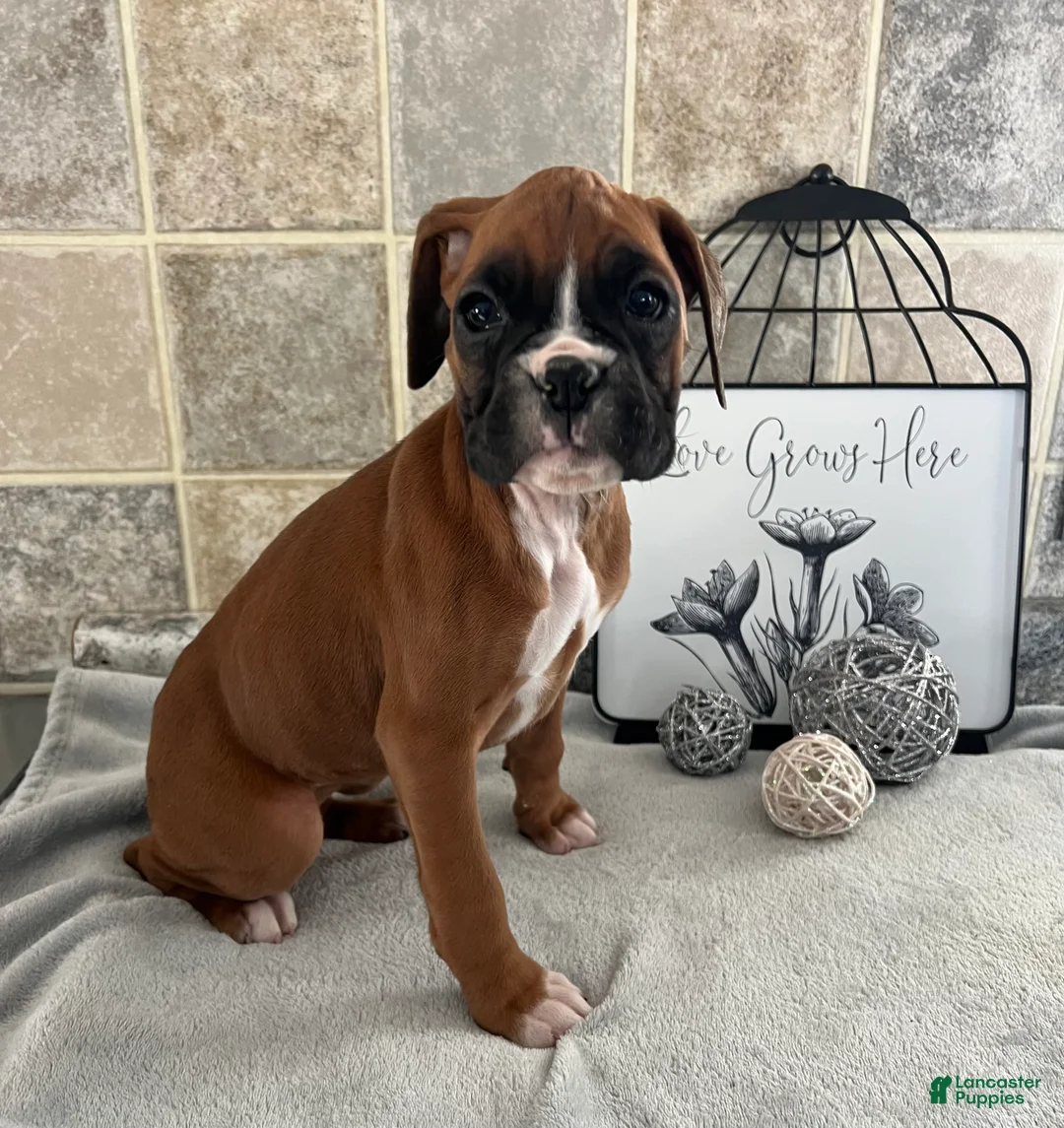Boxer dogs for sale: Linda - Ad 4