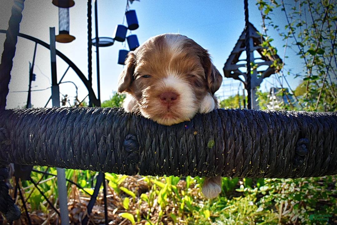 Havapoo dogs for sale: Paco - Ad 2