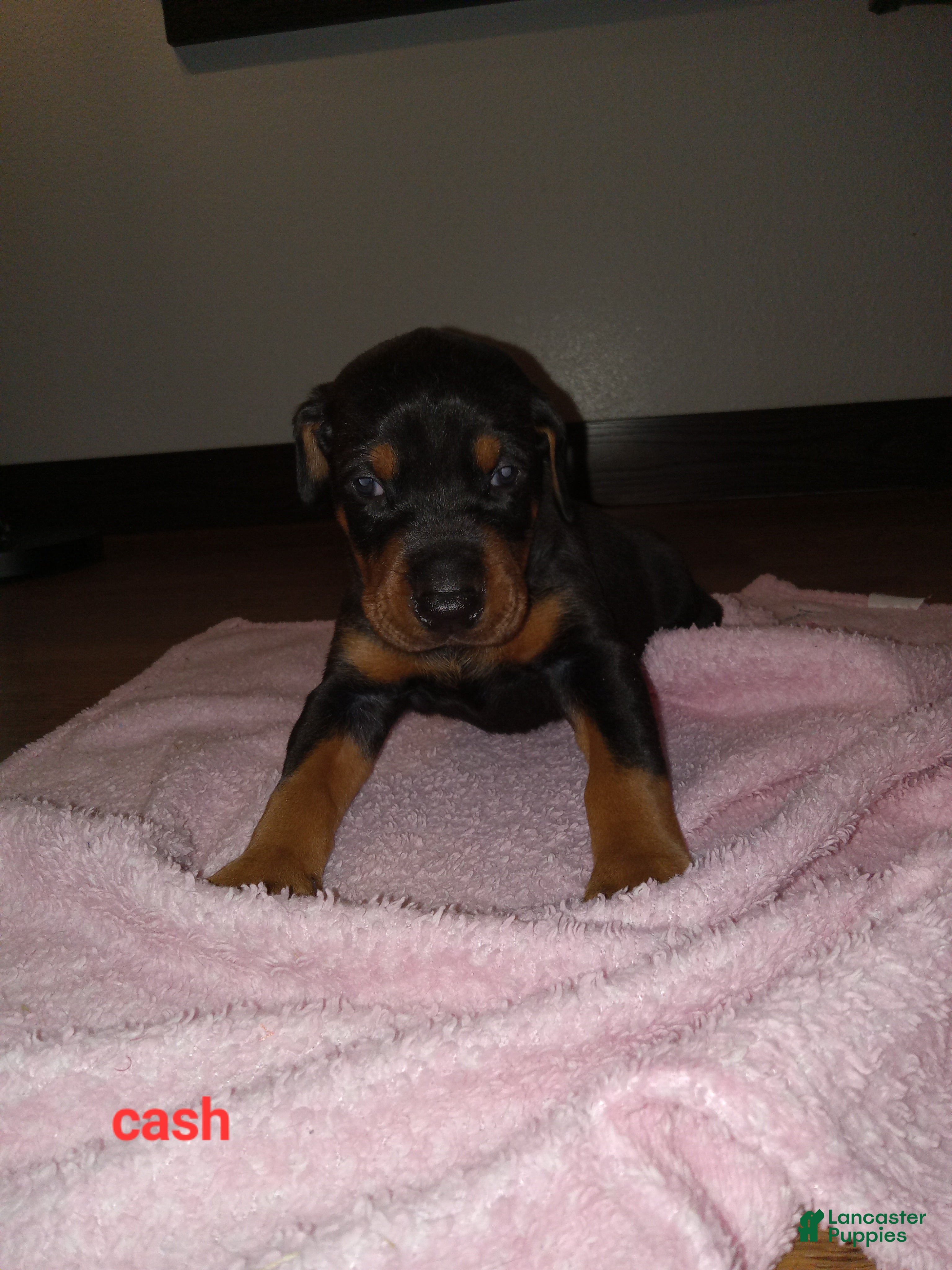 Doberman Pinscher dogs Cash - Ad 1