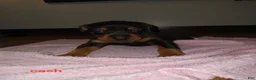 Doberman Pinscher dogs for sale: Cash - Ad 1